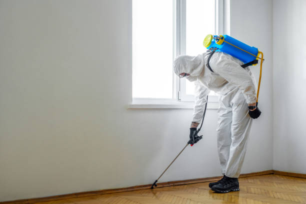 Best Termite Control Services  in Carrollwood, FL