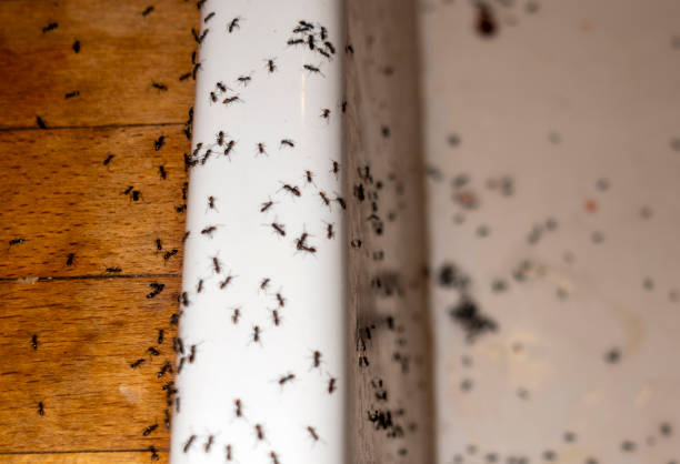 Best Local Pest Control Services  in Carrollwood, FL